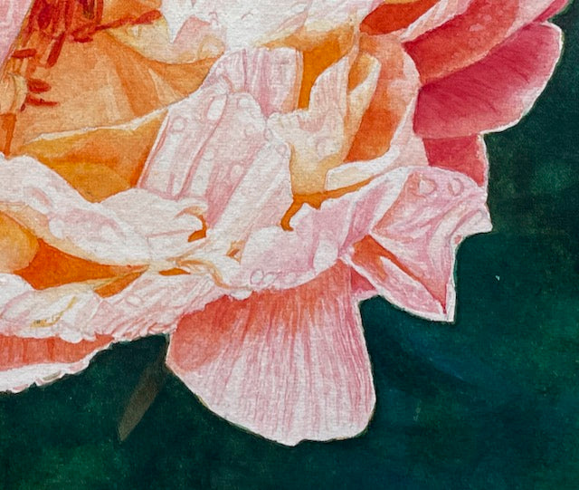 Blush | Pink Peony Watercolor Art Print, Limited Edition Giclée