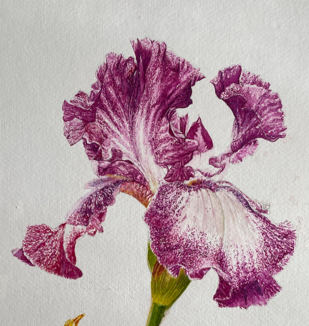 Cascading Petals | Purple Iris Watercolor Art Print, Limited Edition Giclée