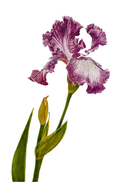 Cascading Petals | Purple Iris Watercolor Art Print, Limited Edition Giclée