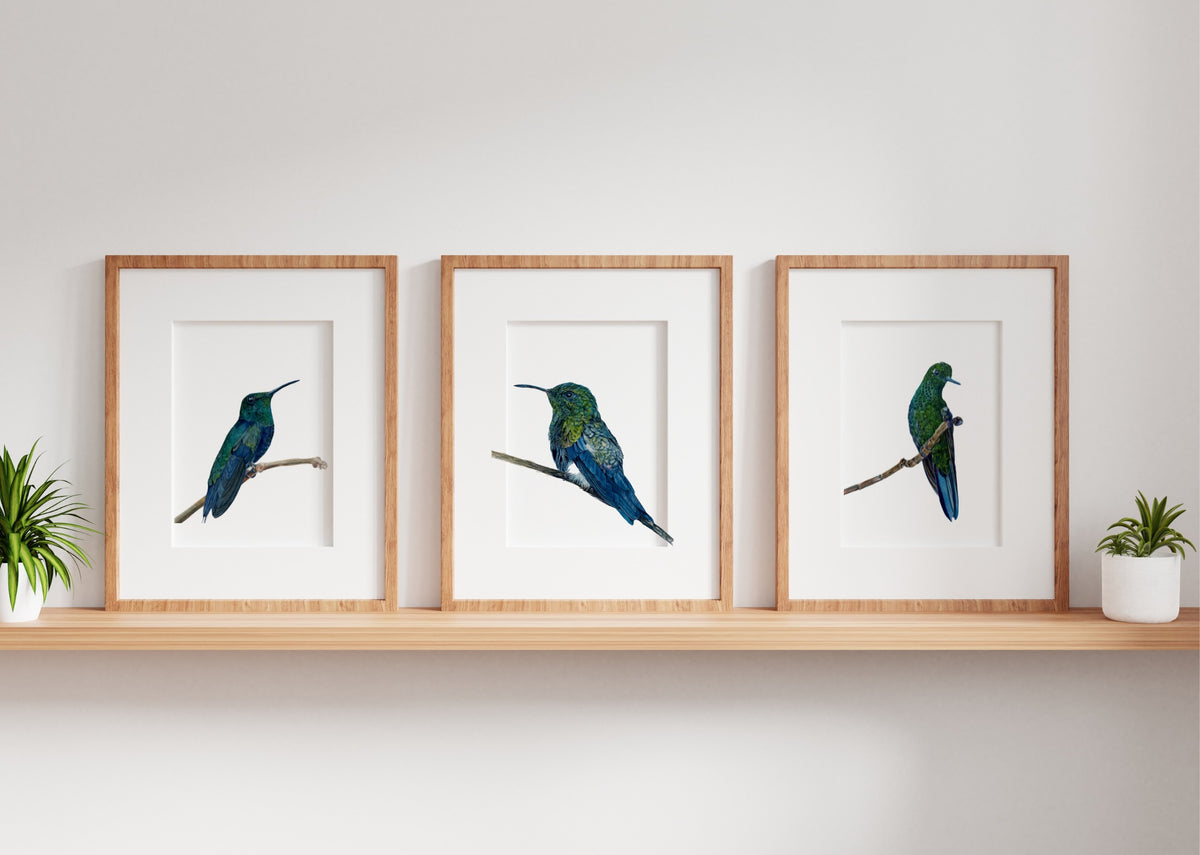 Hummingbird Trio, Set of 3 Small Watercolor Bird Art Prints, 7" x 5" Giclée Prints