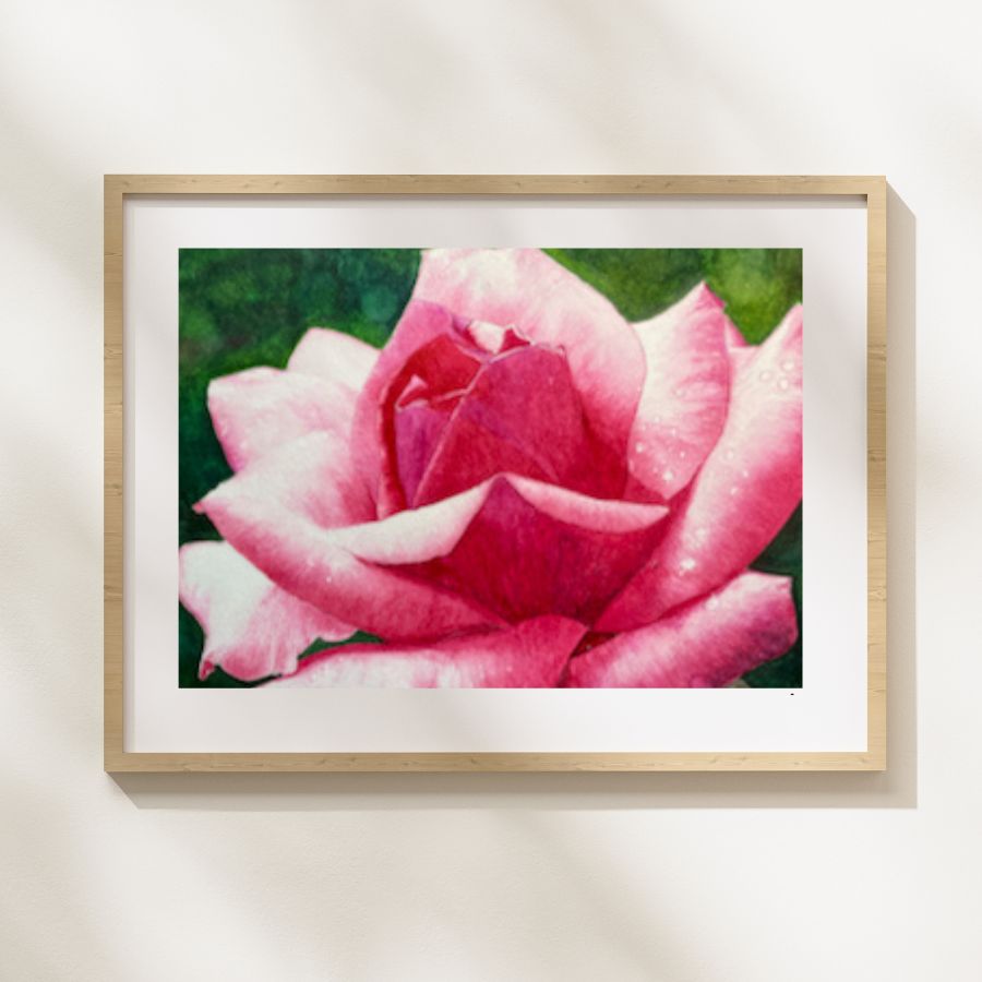 Radiance | Pink and White Rose Watercolor Art Print, Limited Edition Giclée