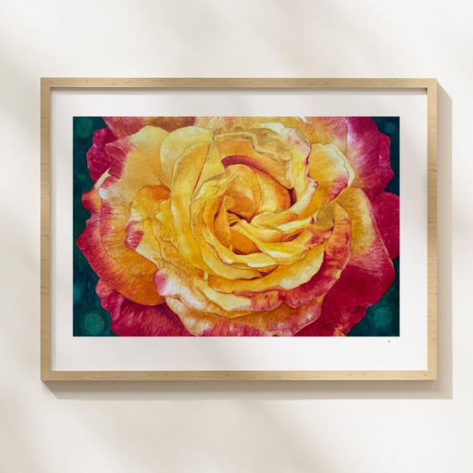 Changing Colors | Yellow and Red Rose Watercolor Art Print, Limited Edition Giclée