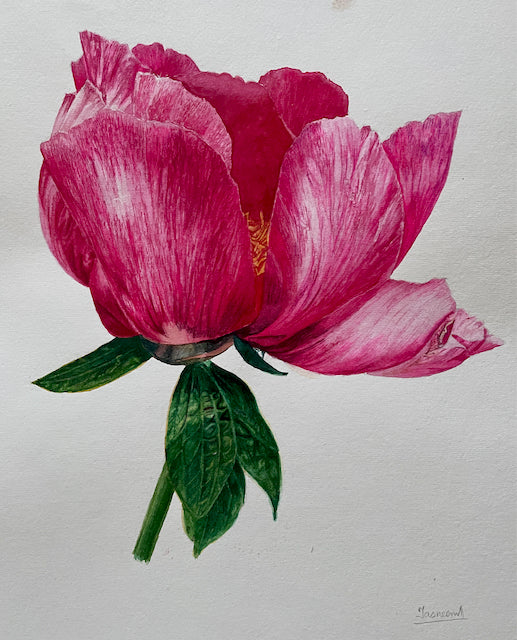 Grace | Bright Pink Peony Watercolor Art Print, Limited Edition Giclée