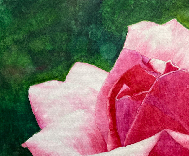 Radiance | Pink and White Rose Watercolor Art Print, Limited Edition Giclée