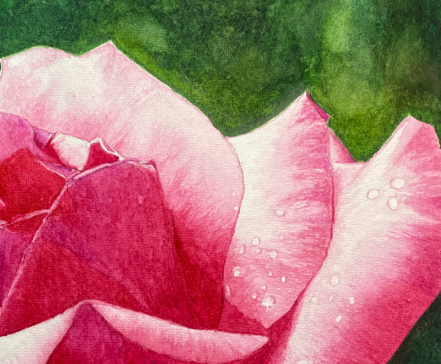 Radiance | Pink and White Rose Watercolor Art Print, Limited Edition Giclée