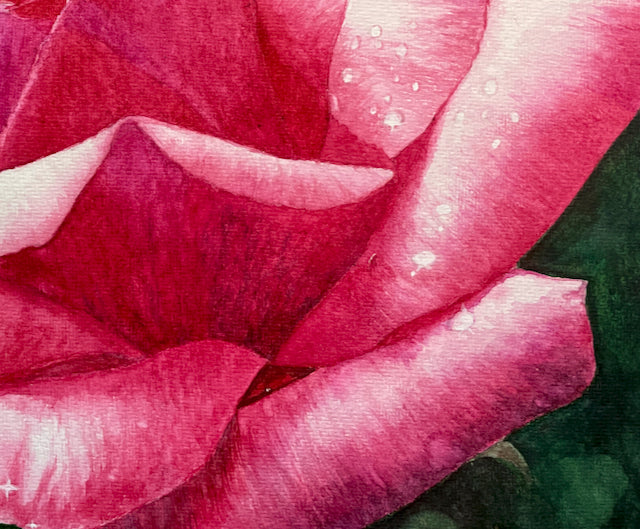 Radiance | Pink and White Rose Watercolor Art Print, Limited Edition Giclée