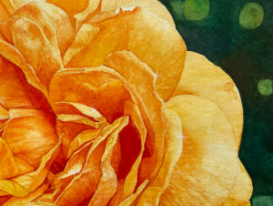 Golden Glow |  Yellow Rose Watercolor Art Print, Limited Edition Giclée