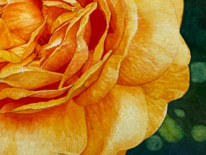 Golden Glow |  Yellow Rose Watercolor Art Print, Limited Edition Giclée