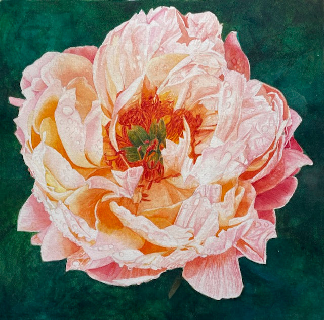 Blush | Pink Peony Watercolor Art Print, Limited Edition Giclée