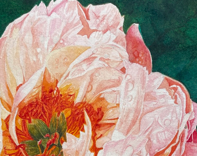 Blush | Pink Peony Watercolor Art Print, Limited Edition Giclée