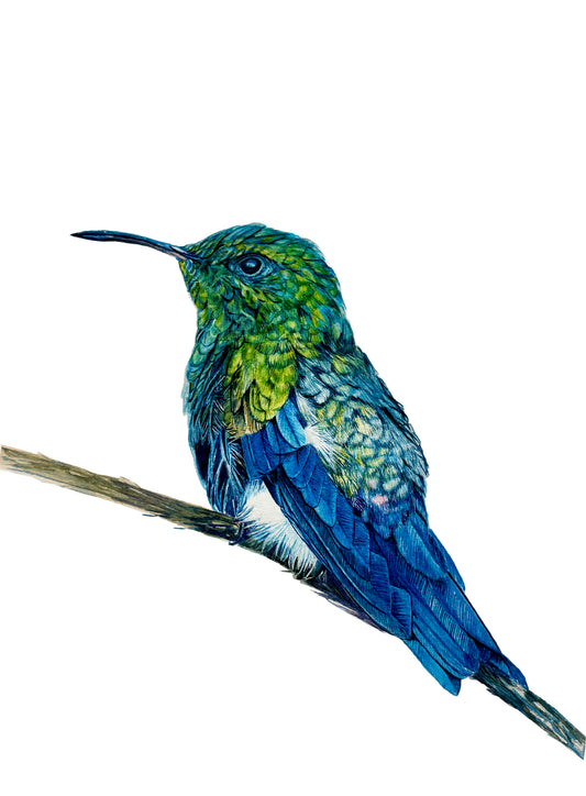 A Spark of Joy | Humming Bird on a Branch Watercolor Art Print, Limited Edition Giclée