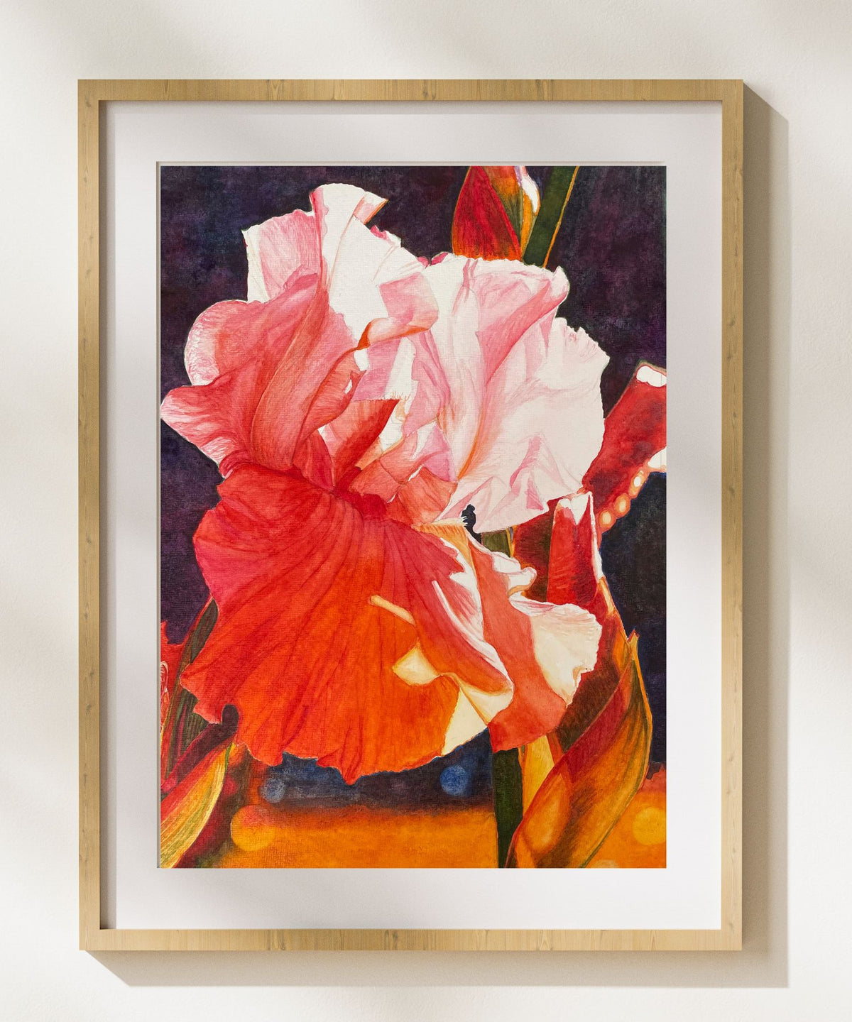 Drama Queen | Pink iris Watercolor Art Print, Limited Edition Giclée