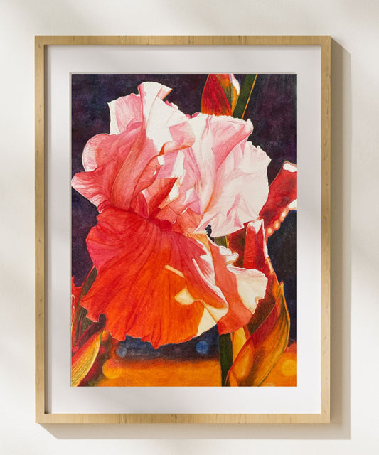 Drama Queen | Pink iris Watercolor Art Print, Limited Edition Giclée