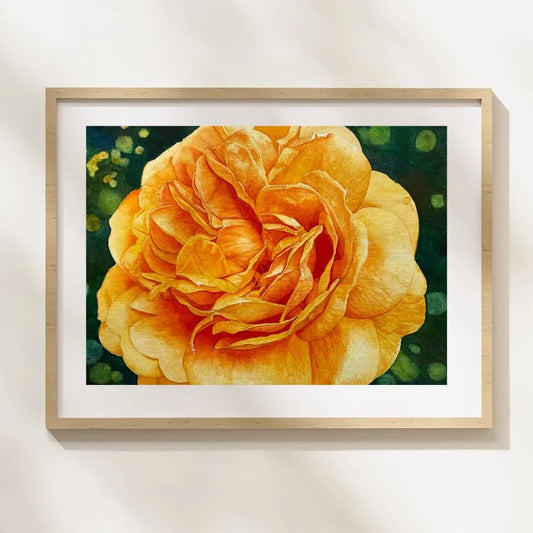Golden Glow |  Yellow Rose Watercolor Art Print, Limited Edition Giclée