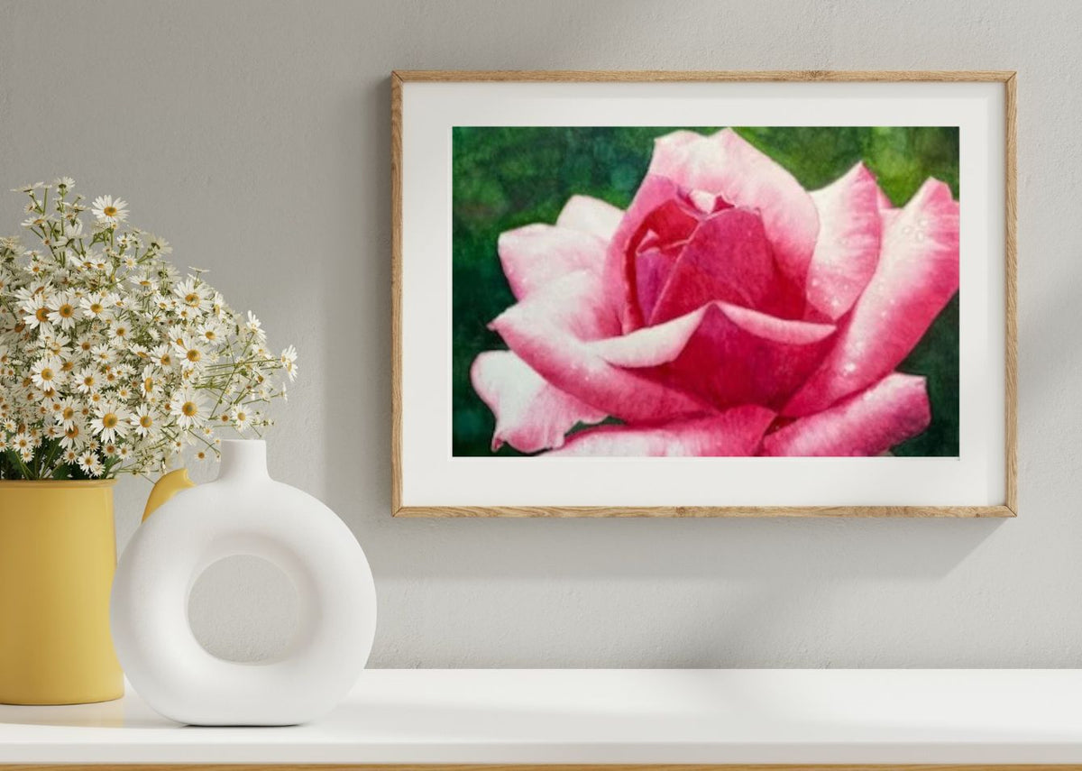 Radiance | Pink and White Rose Watercolor Art Print, Limited Edition Giclée